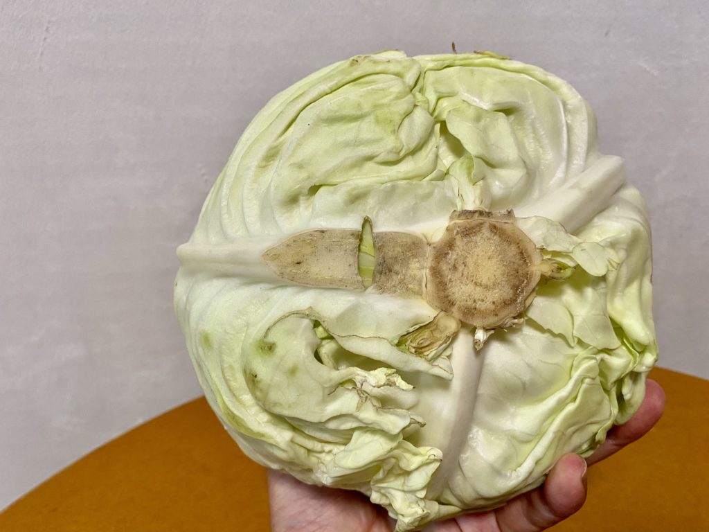 らでぃっしゅぼーや　キャベツ　美味しさ
